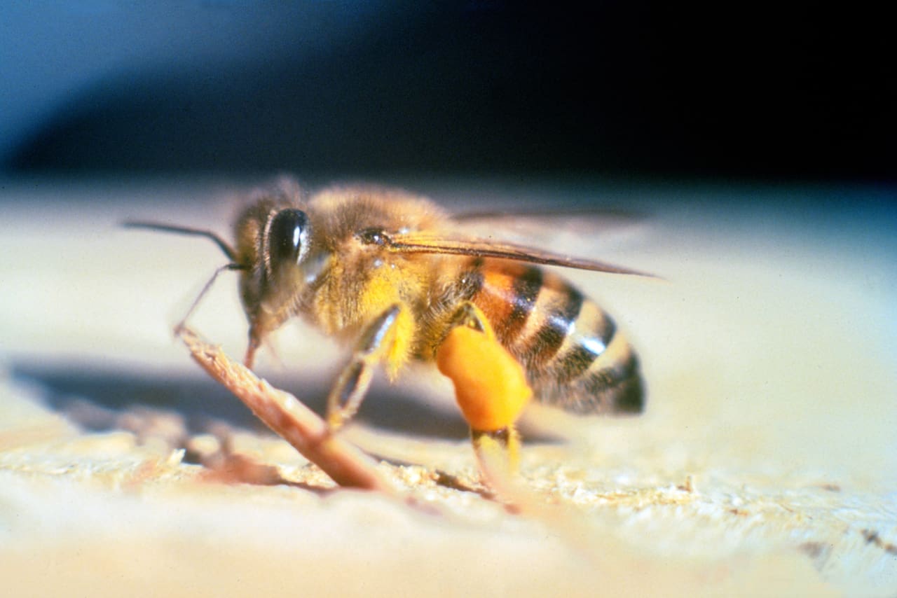 UN HOMBRE FALLECIÓ TRAS SER ATACADO POR ABEJAS EN SAN MARTÍN