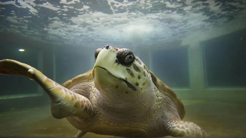 CIERRA EL ACUARIO DE MAR DEL PLATA Y EL TORTUGO JORGE SERÁ LIBERADO