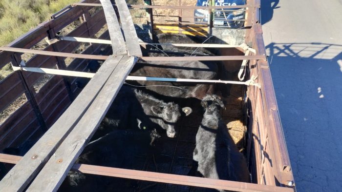 La Policía Rural incautó vacunos y un camión en un operativo de control en General Alvear